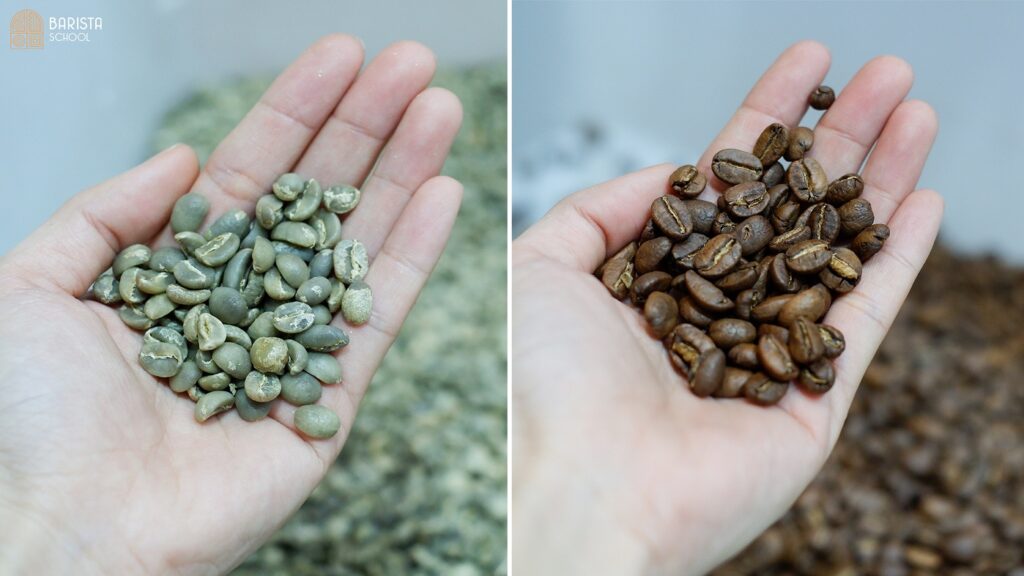 Hạt xanh và hạt rang cà phê Robusta