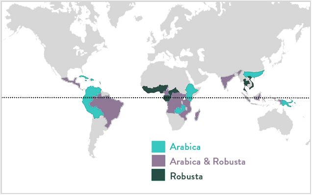 arabica trên thế giới