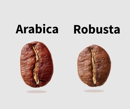 giống arabica vs robusta