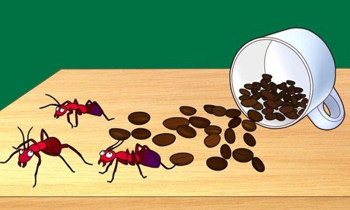 trị côn trùng với bã cà phê