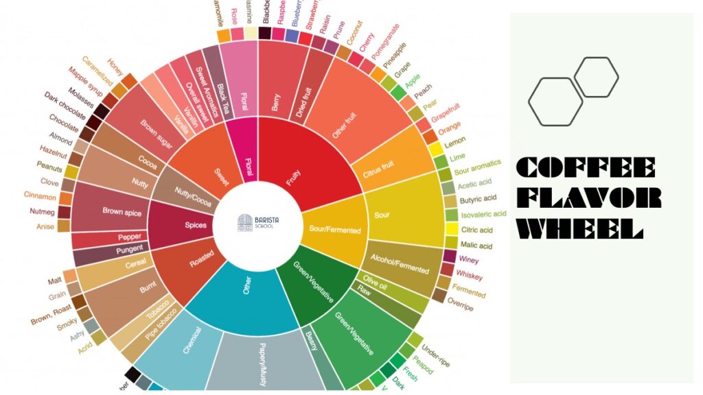 coffee flavor wheel tế bào miêu tả mùi vị cà phê