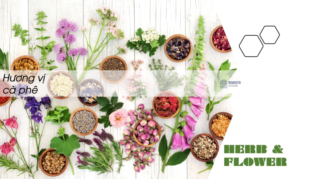 Hương hoa và thảo mộc (herb & flowwer)