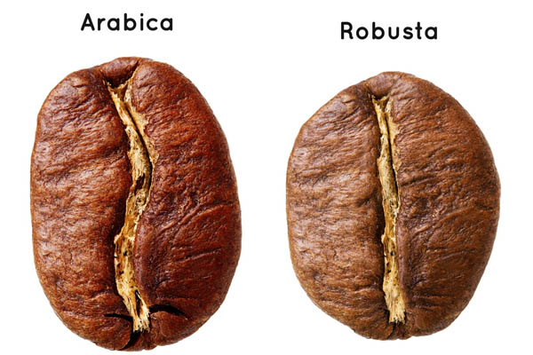 arabica và robusta là hai loại hạt cà phê chính trong từ điển đồ uống cà phê