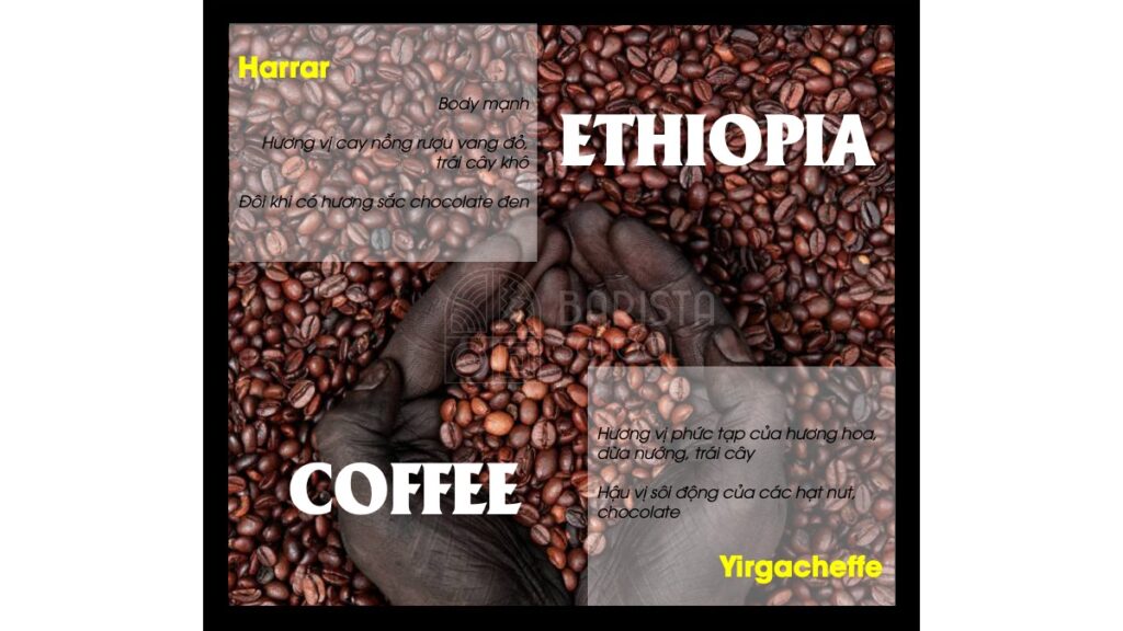 Ethiopia luôn là loại cà phê tuyệt vời