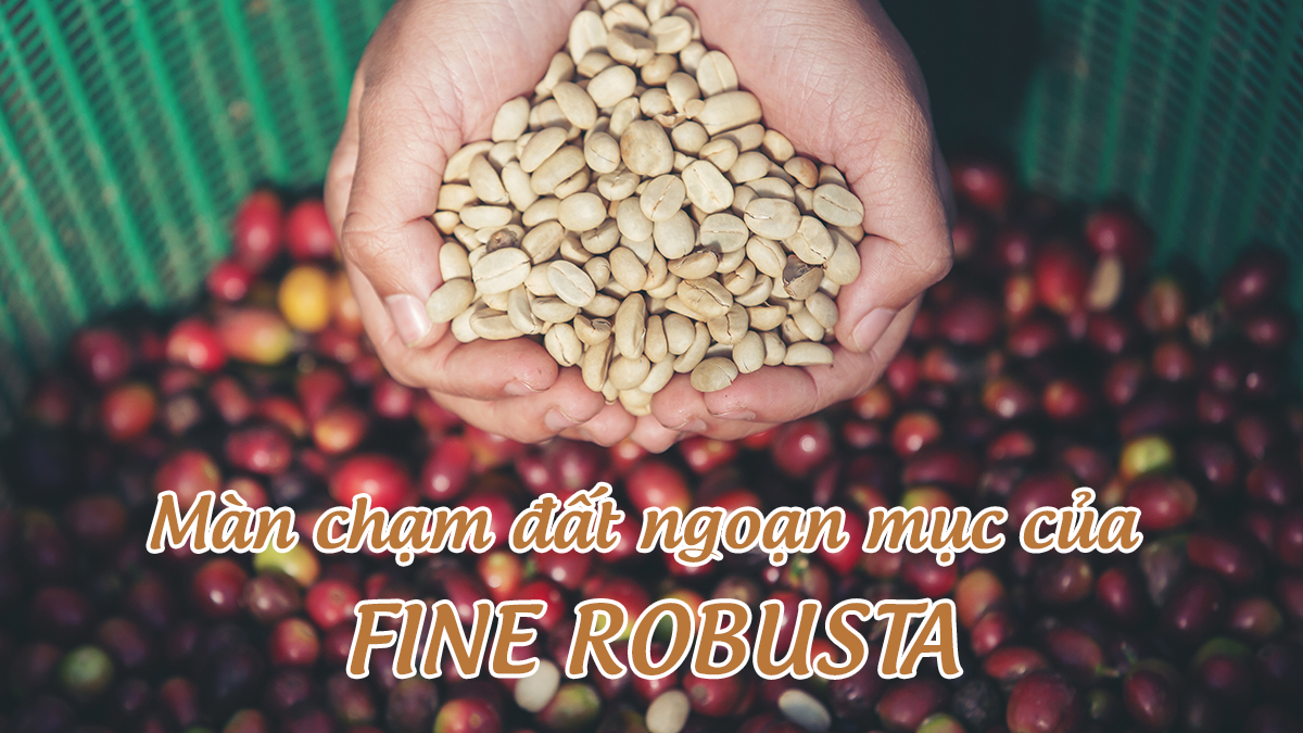 Cà phê Fine Robusta